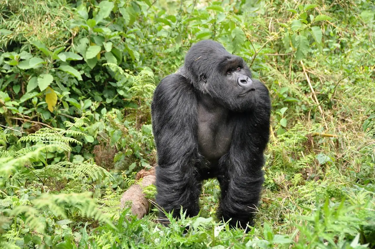 Luxury travel trends 2020: Gorilla in Rwanda