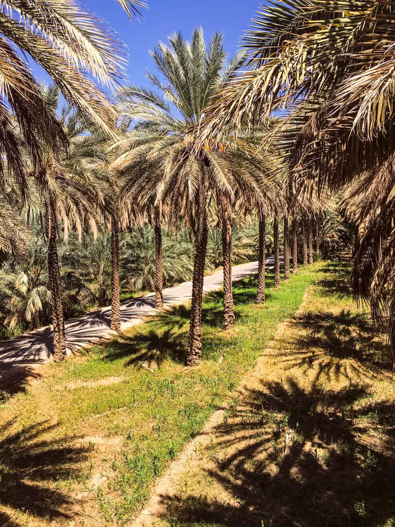 The banana plantations in Birkat al Mawz