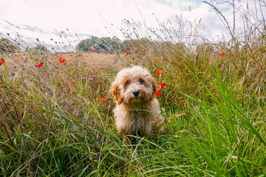 My apricot cockapoo puppy Alfie enjoying his walk in the poppies