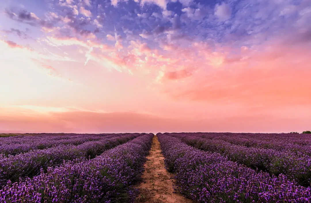 Slow Tourism for a More Immersive Travel Experience: Lavender fields at sunset