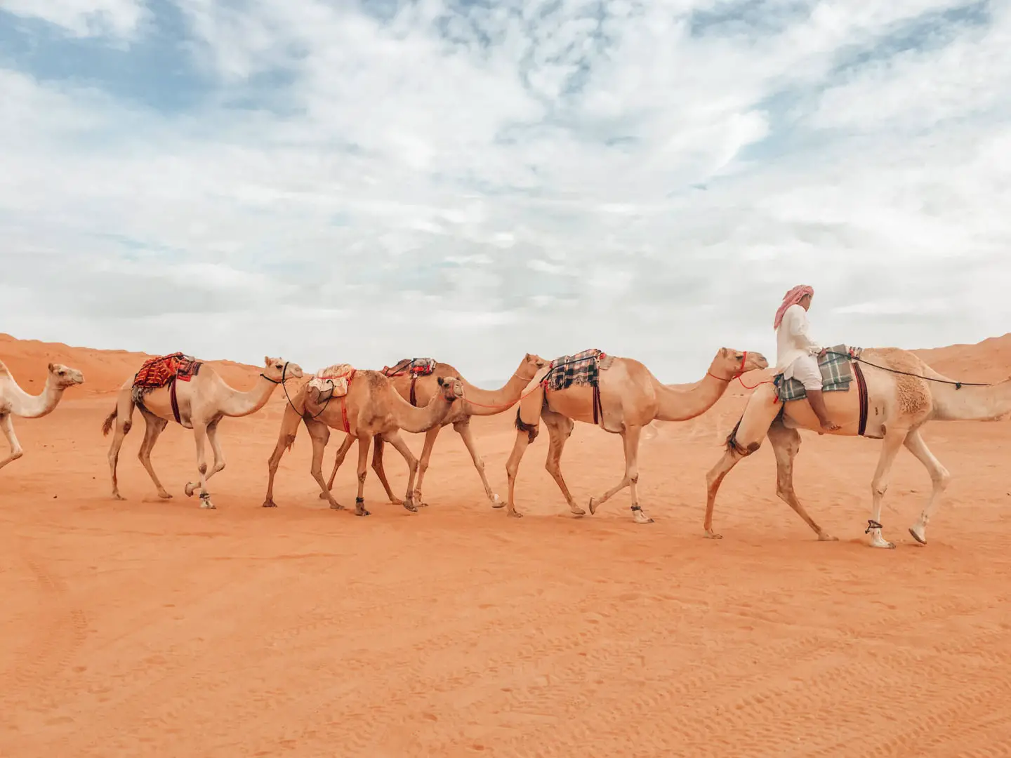 Camels during a Wahiba Sands Desert Safari