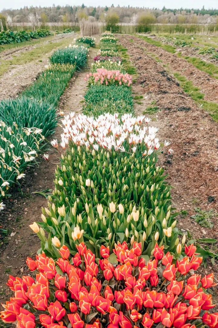 Tulips growing in home garden at Heckfield Place